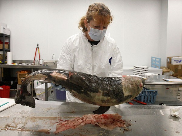 ГМО-апокалипсис. Чем опасна генная инженерия