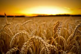 Пшеница в современном рационе – угроза здоровью