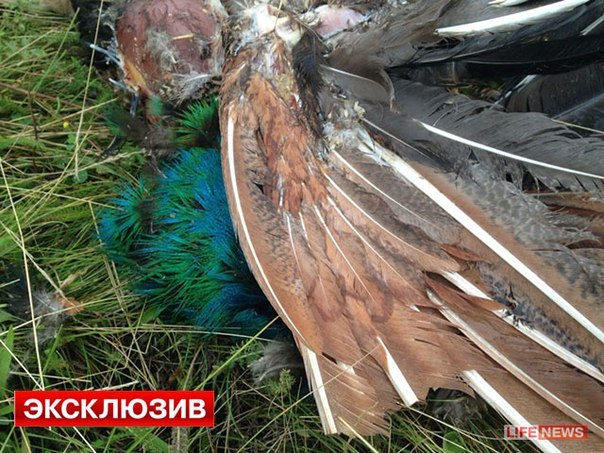 США как профессионалы-фокусники