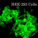 Свежие младенцы, целиком или частями, по сходной цене